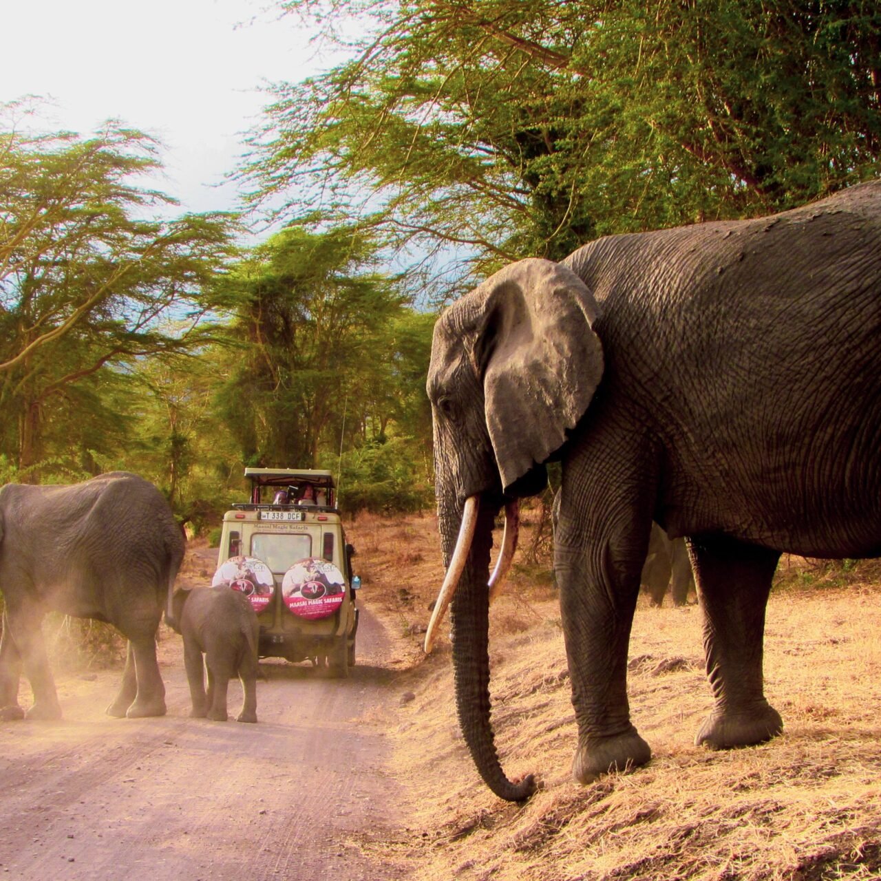3 Days Lake Manyara, Ngorongoro and Tarangire Safari - Book Wildlife Combo