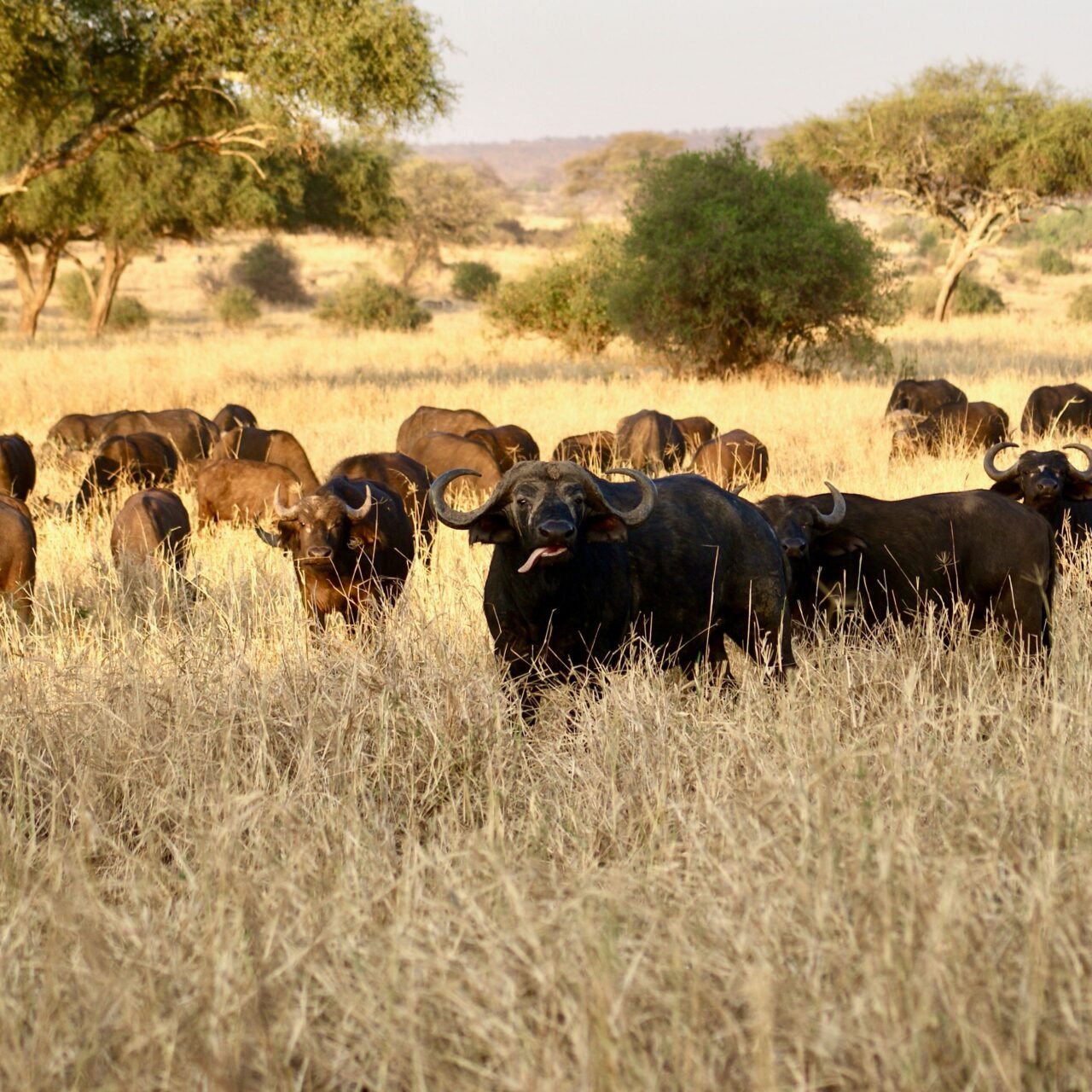 3 Days Ngorongoro, Tarangire and Lake Manyara Safari - Book Best Short Safari