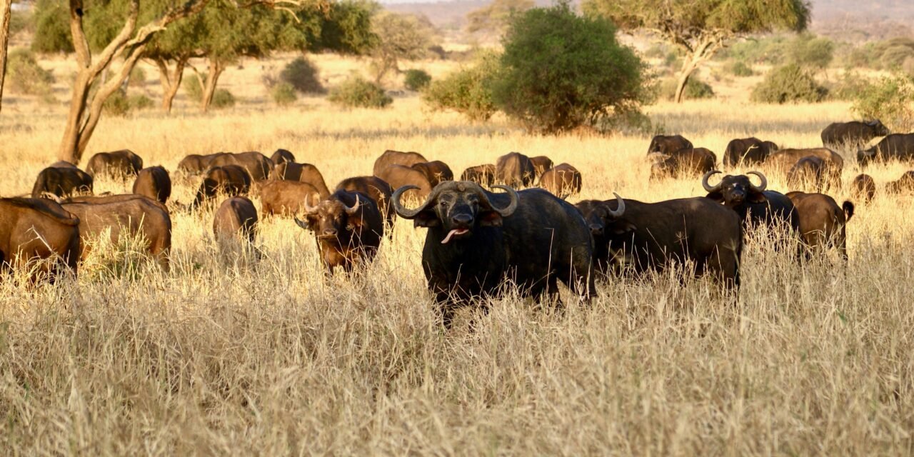 3 Days Ngorongoro, Tarangire and Lake Manyara Safari – Book Best Short Safari