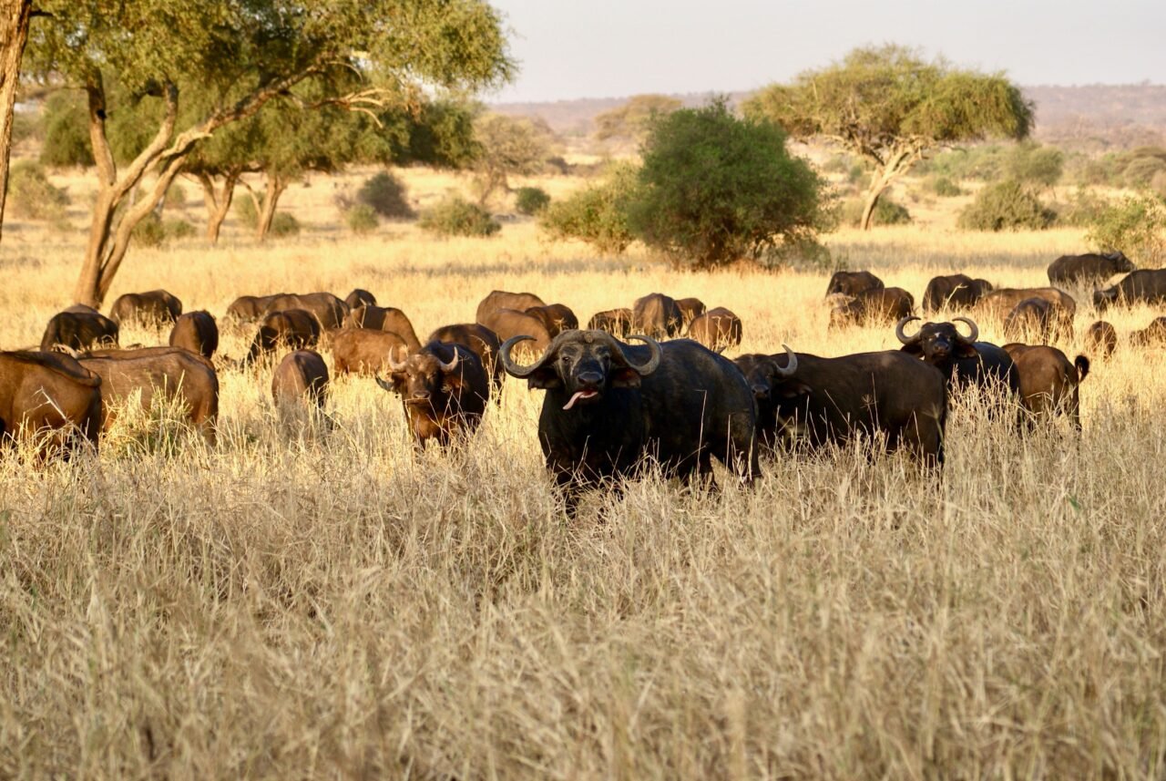 Ruaha Fly-In Safari Best Deal: Your Ultimate Guide 2026-2027
