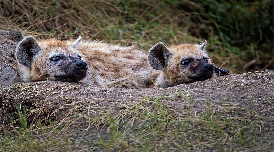 Affordable 2 days Lake Manyara and Tarangire safari cost and packages 2026-2027