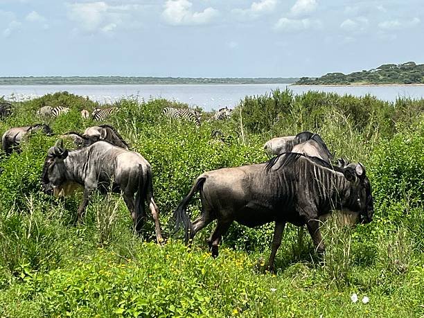 Affordable 2 days Tarangire and Lake Manyara safari cost and packages 2026-2027