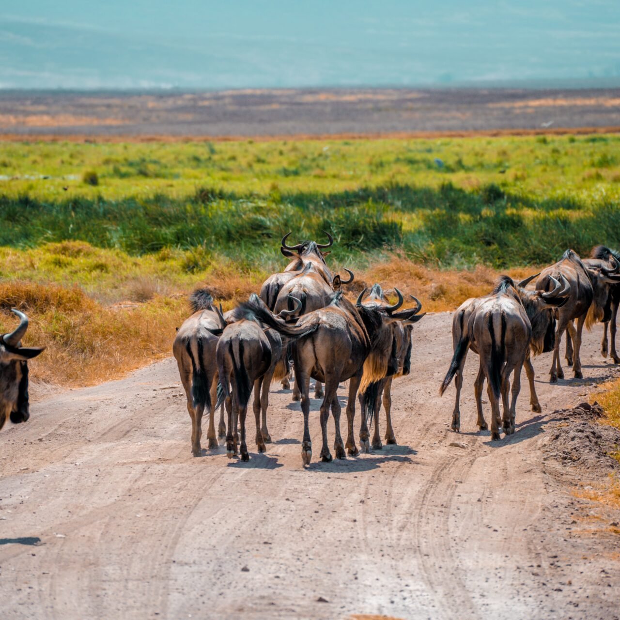 Arusha National Park Birding Tour - Book Forest, Lakes and Birdwatching Safari