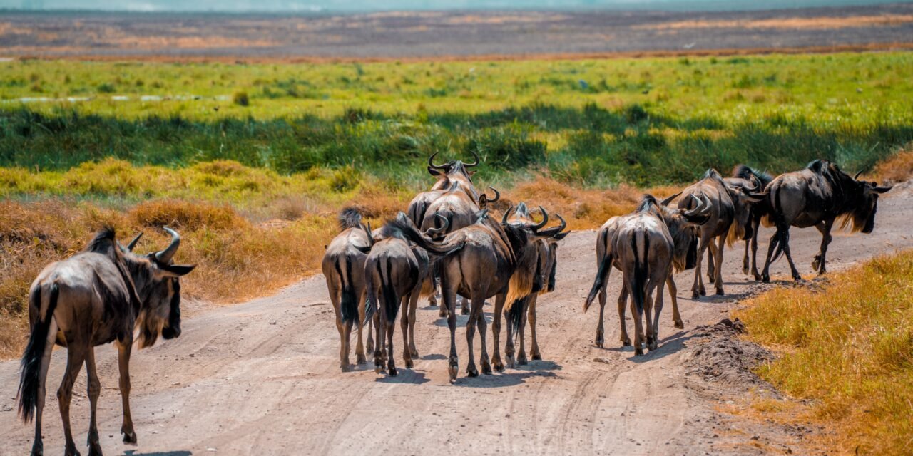 Arusha National Park Birding Tour – Book Forest, Lakes and Birdwatching Safari