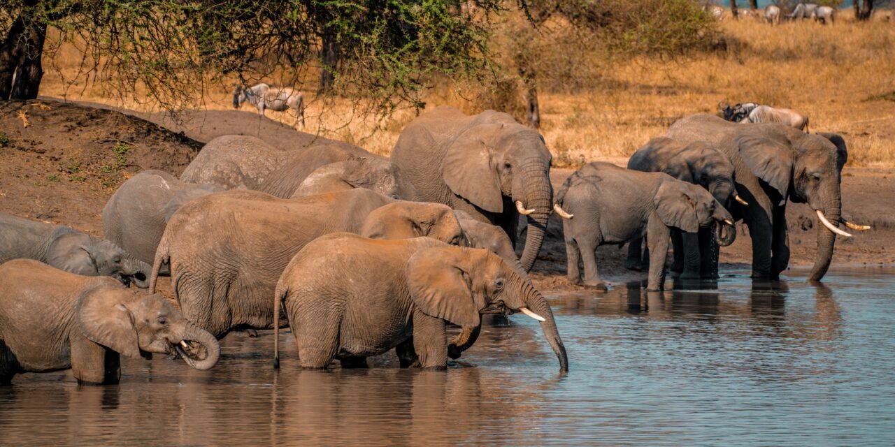 Arusha National Park Private Safari – Book Flexible One-Day Wildlife Tour