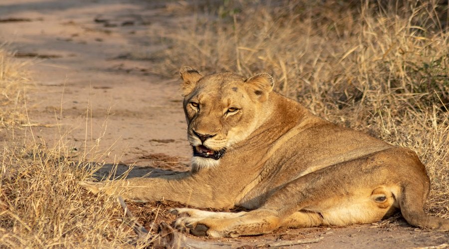 Best 1 day Lake Manyara safari from Arusha itinerary and price 2026-2027