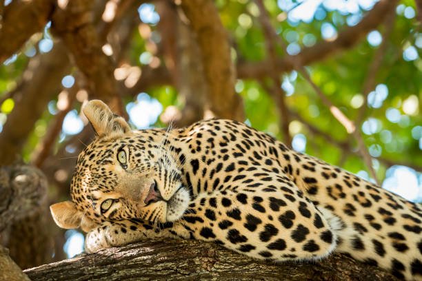 Best 1 day Tarangire safari from Arusha itinerary and price 2026-2027