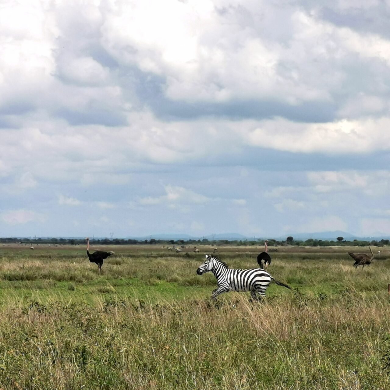 Best half day Arusha National Park safari itinerary and price 2026-2027