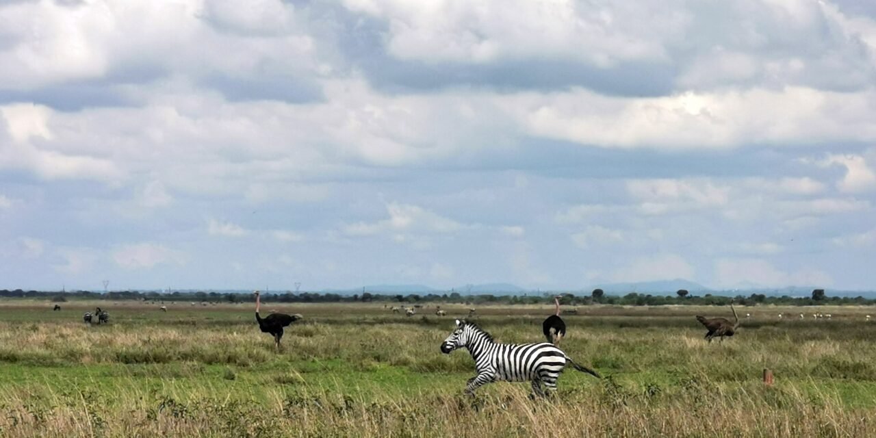 Best half day Arusha National Park safari itinerary and price 2026-2027