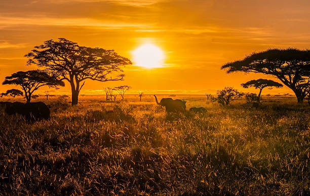Group Joining Tarangire elephant safari group joining price 2026-2027