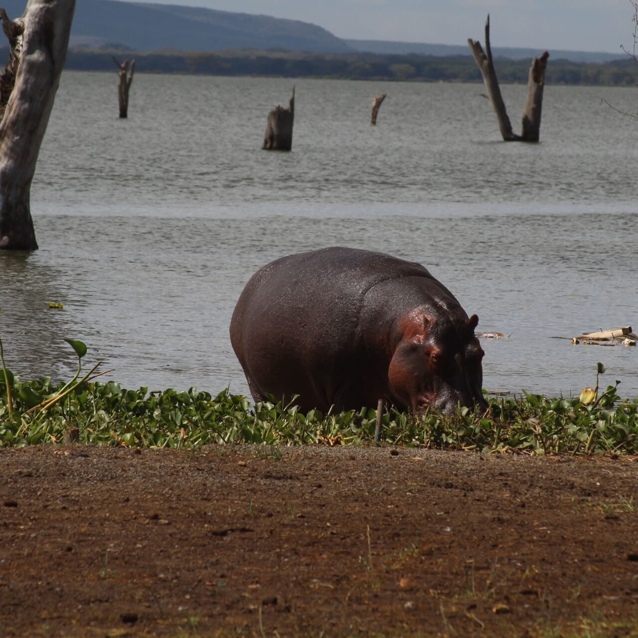 Lake Manyara Birding Safari - Book Flamingos, Forest and Rift Valley Views