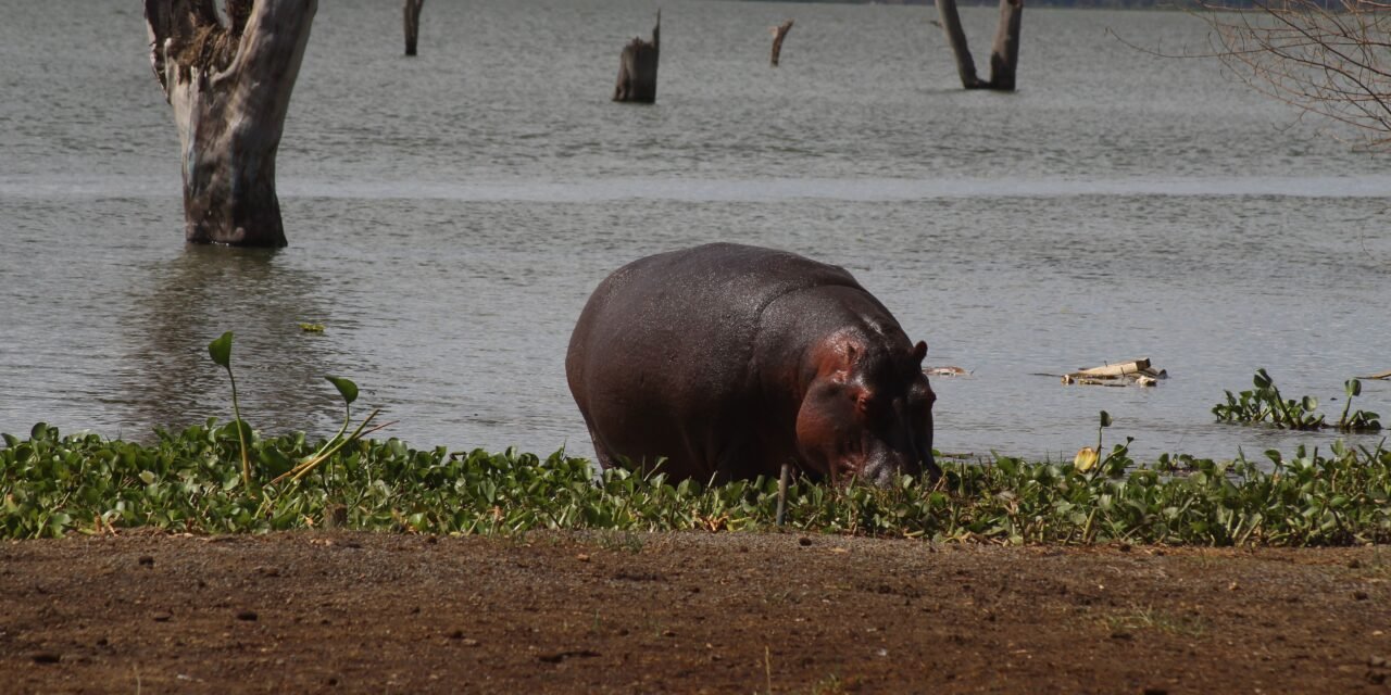 Best East Africa Group Tour Operator — Top Guide Adventures: Complete 2027