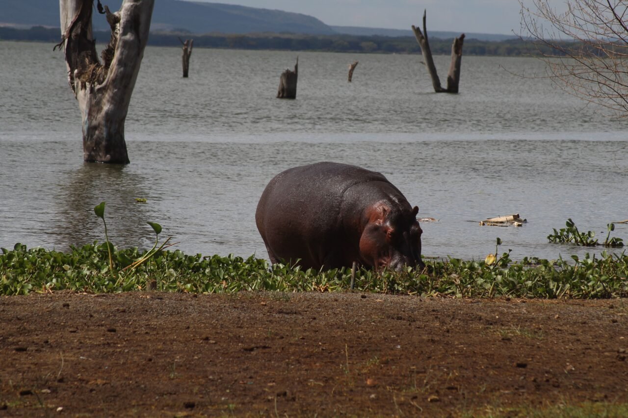 Best East Africa Group Tour Operator — Top Guide Adventures: Complete 2027