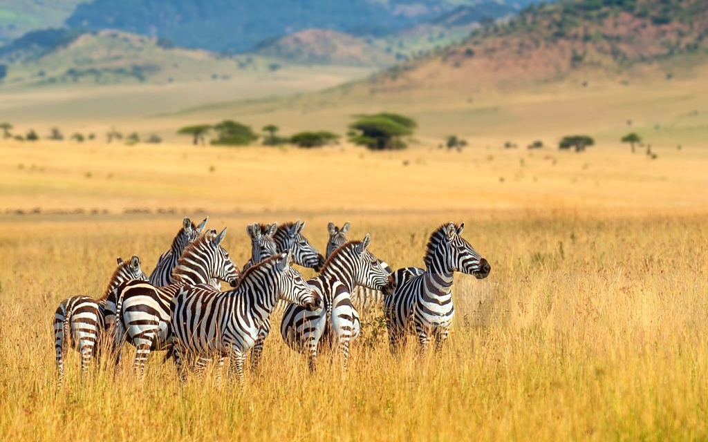 Lake Manyara and Ngorongoro Safari – Book Scenic Big Five Tanzania Package