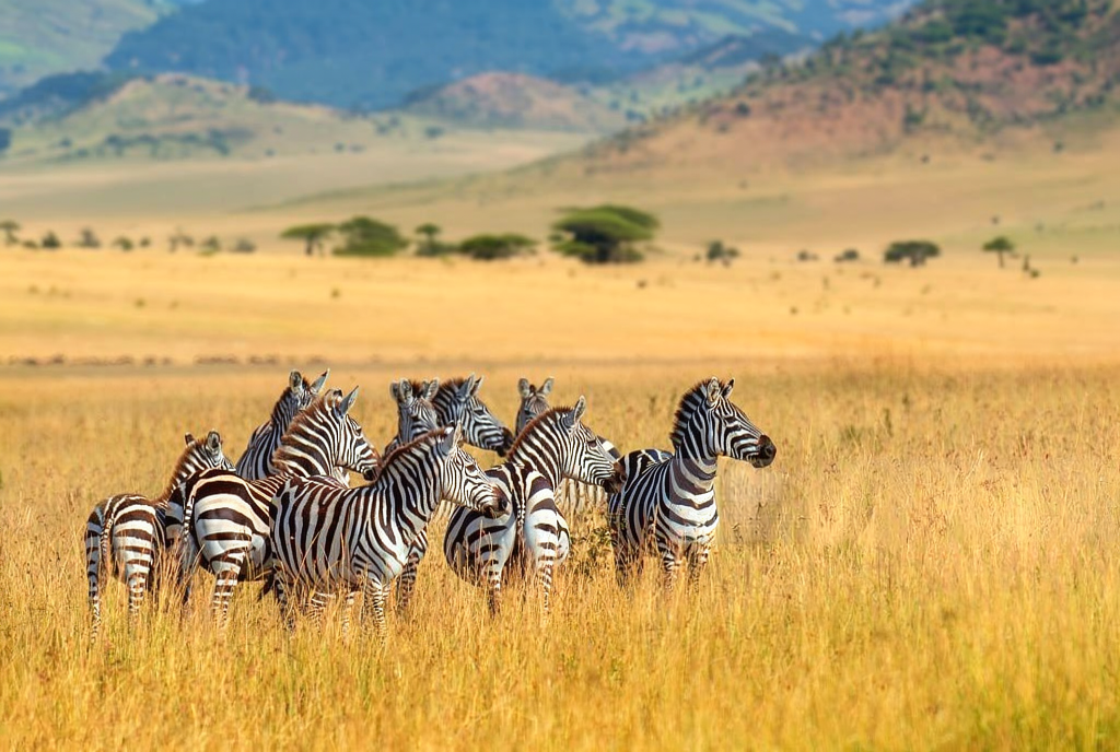 Lake Manyara and Mto wa Mbu Cultural Safari - Book Wildlife and Village Tour