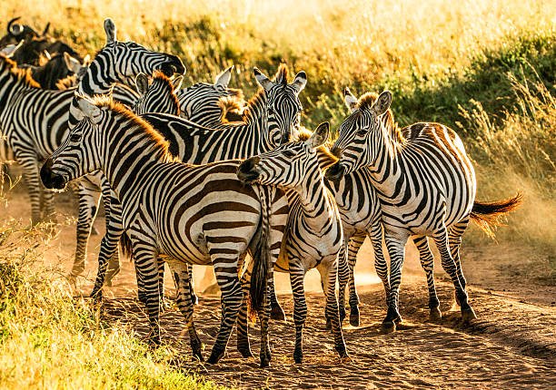 Luxury 3 days Tarangire Ngorongoro and Lake Manyara safari booking guide and best time 2026-2027