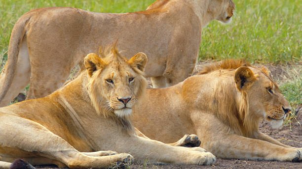 Private 4 days Tarangire Serengeti and Ngorongoro safari private safari package 2026-2027