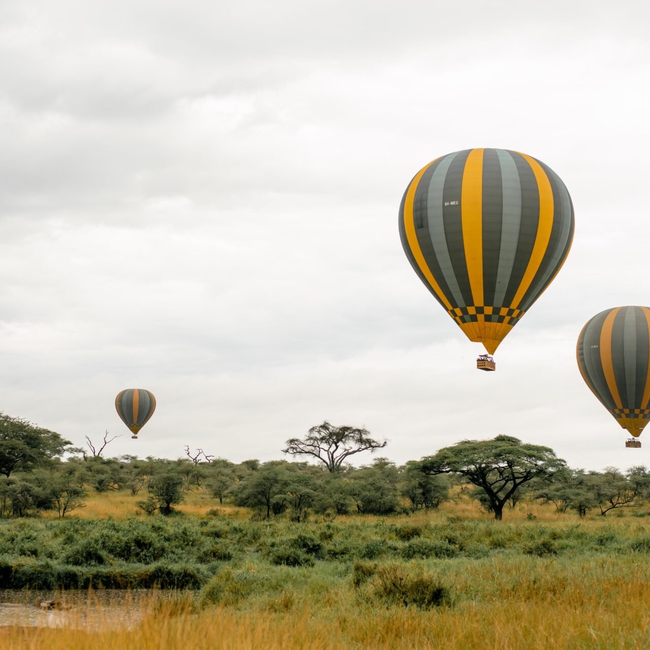 Private Serengeti Safari - Book Exclusive Big Cats and Wildlife Tour
