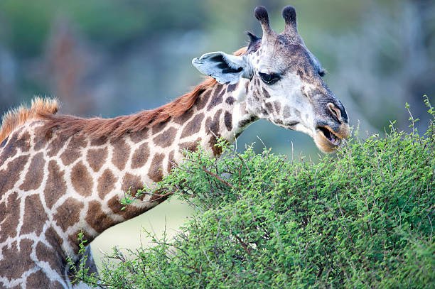 3 Days Ruaha Fly-In Safari From Zanzibar – Price & Itinerary 2026-2027
