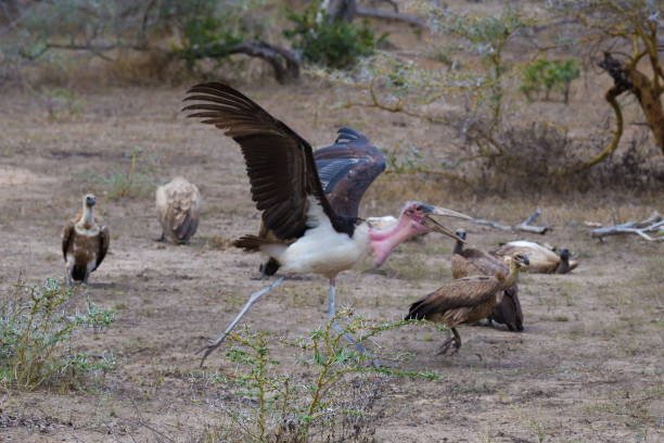 Serengeti & Fanjove Island Luxury Tanzania Holiday 2026-2027