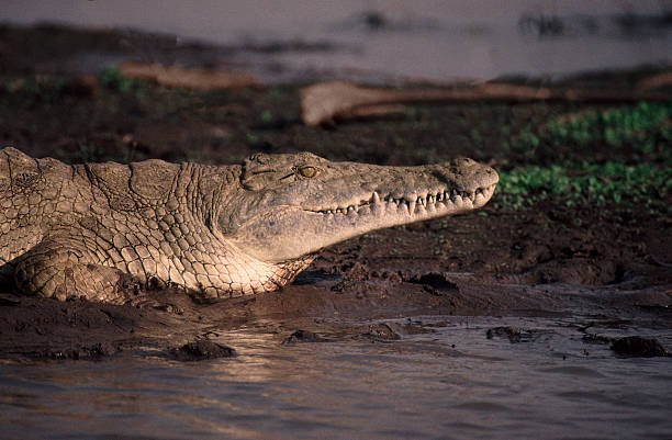 4 Days Luxury Ruaha Fly-In Safari – Complete Package 2026-2027