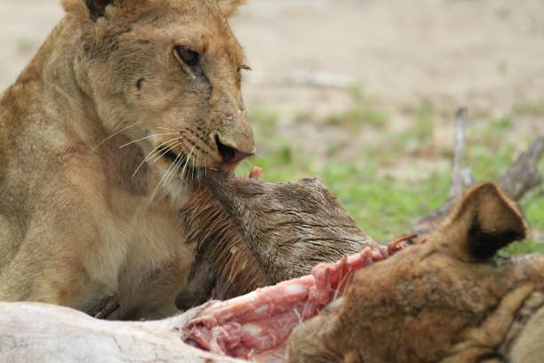 4 Days Mid-Range Lodge Safari With Group Joining: Your Tanzania Adventure