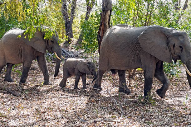 Best Group Joining Ngorongoro Day Trip From Arusha 2026-2027