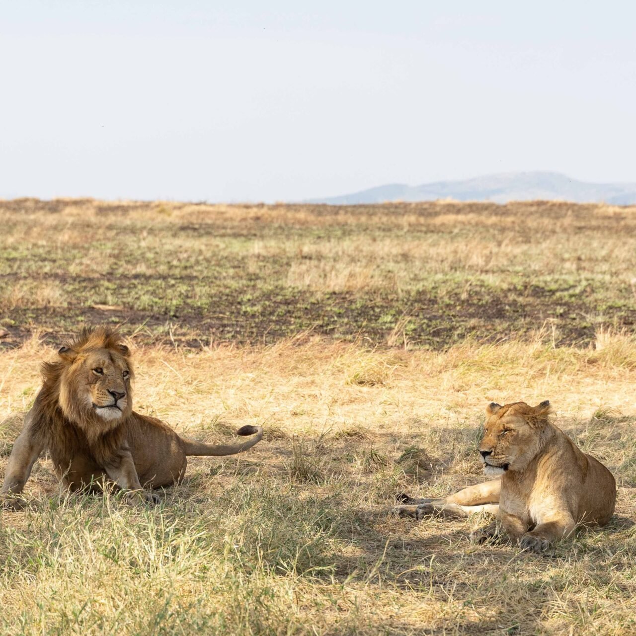 Serengeti Fly-In Safari - Book Luxury Wildlife Tour with Easy Flights