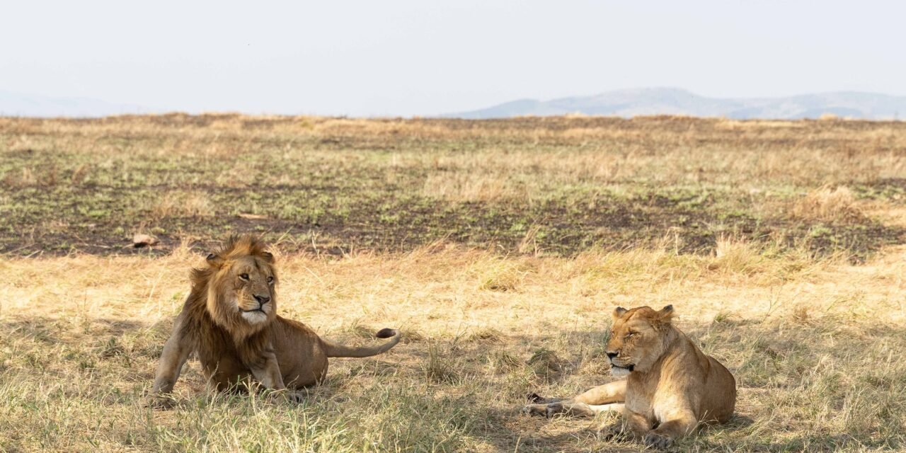 Serengeti Fly-In Safari – Book Luxury Wildlife Tour with Easy Flights
