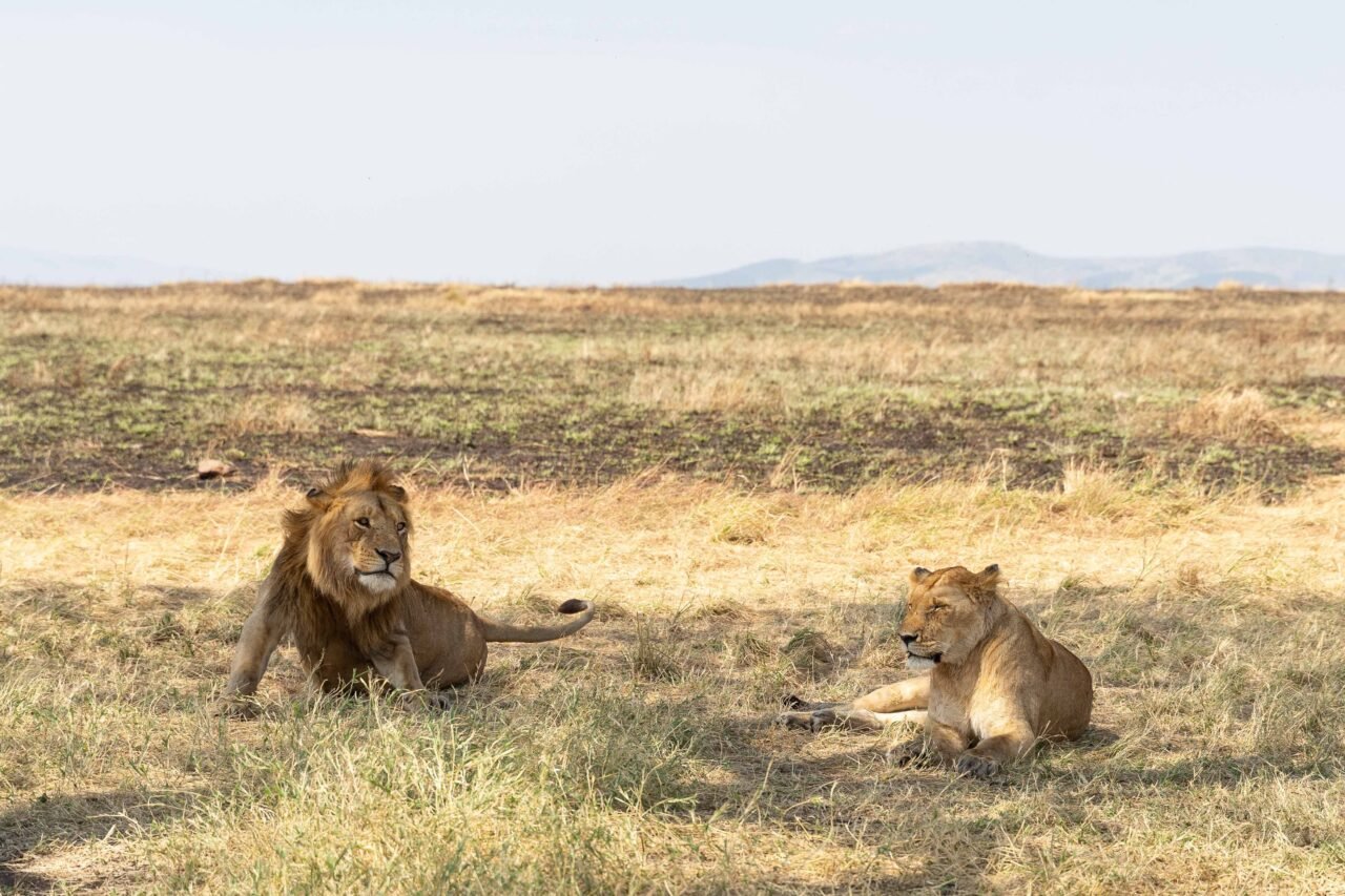 Affordable Saadani Safari Package From Zanzibar: Best Guide 2026-2027-2028