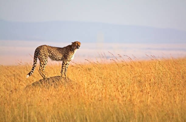 Ultimate Arusha National Park family safari luxury lodge itinerary 2026-2027