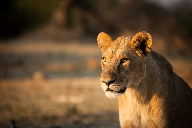 Private 1 day Arusha National Park canoeing tour private safari package 2026-2027