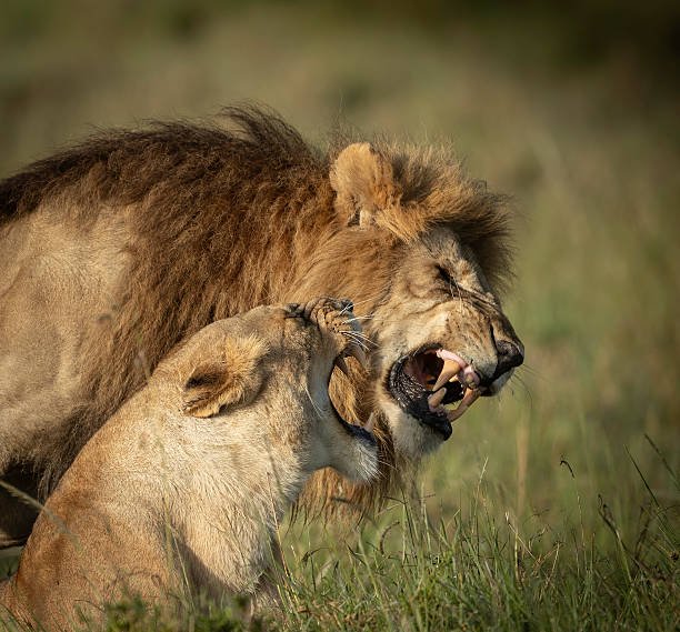 Luxury 1 day Arusha National Park walking safari booking guide and best time 2026-2027