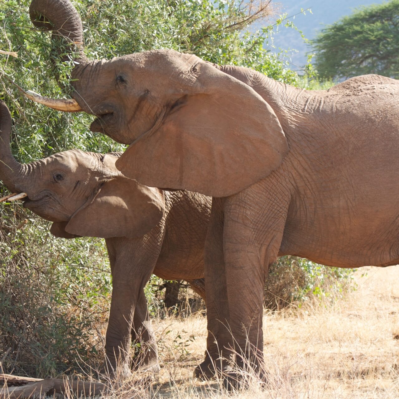 Tarangire Private Day Safari - Book Flexible One-Day Safari from Arusha