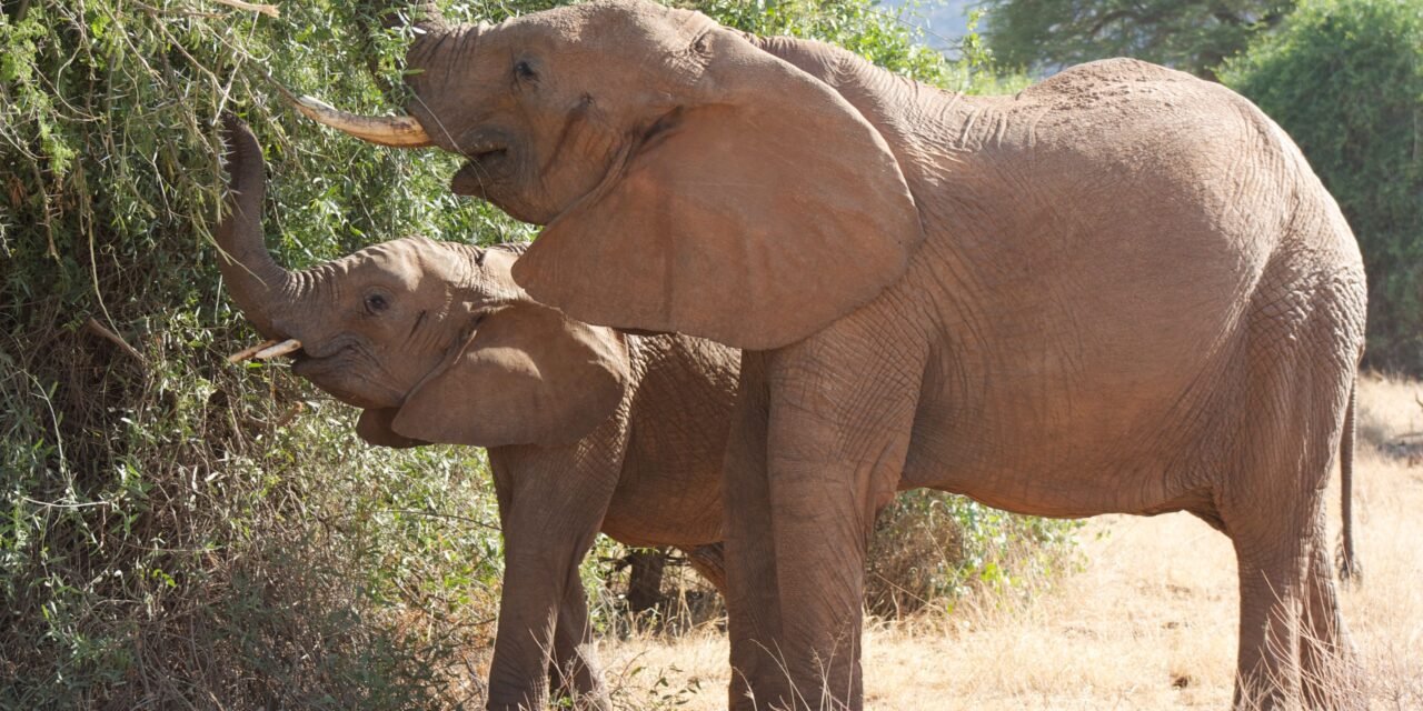 Tarangire Private Day Safari – Book Flexible One-Day Safari from Arusha