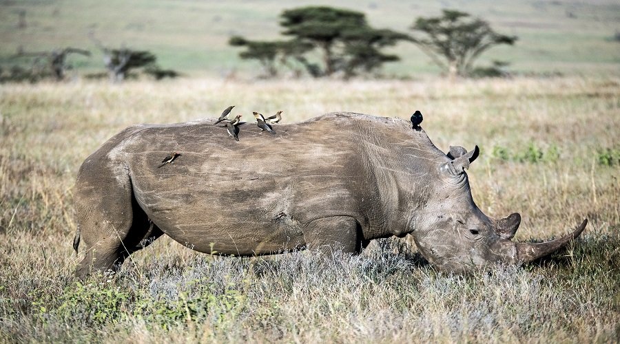 Ultimate Lake Manyara and Ngorongoro safari luxury lodge itinerary 2026-2027