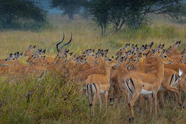 Ultimate Tarangire private day safari luxury lodge itinerary 2026-2027
