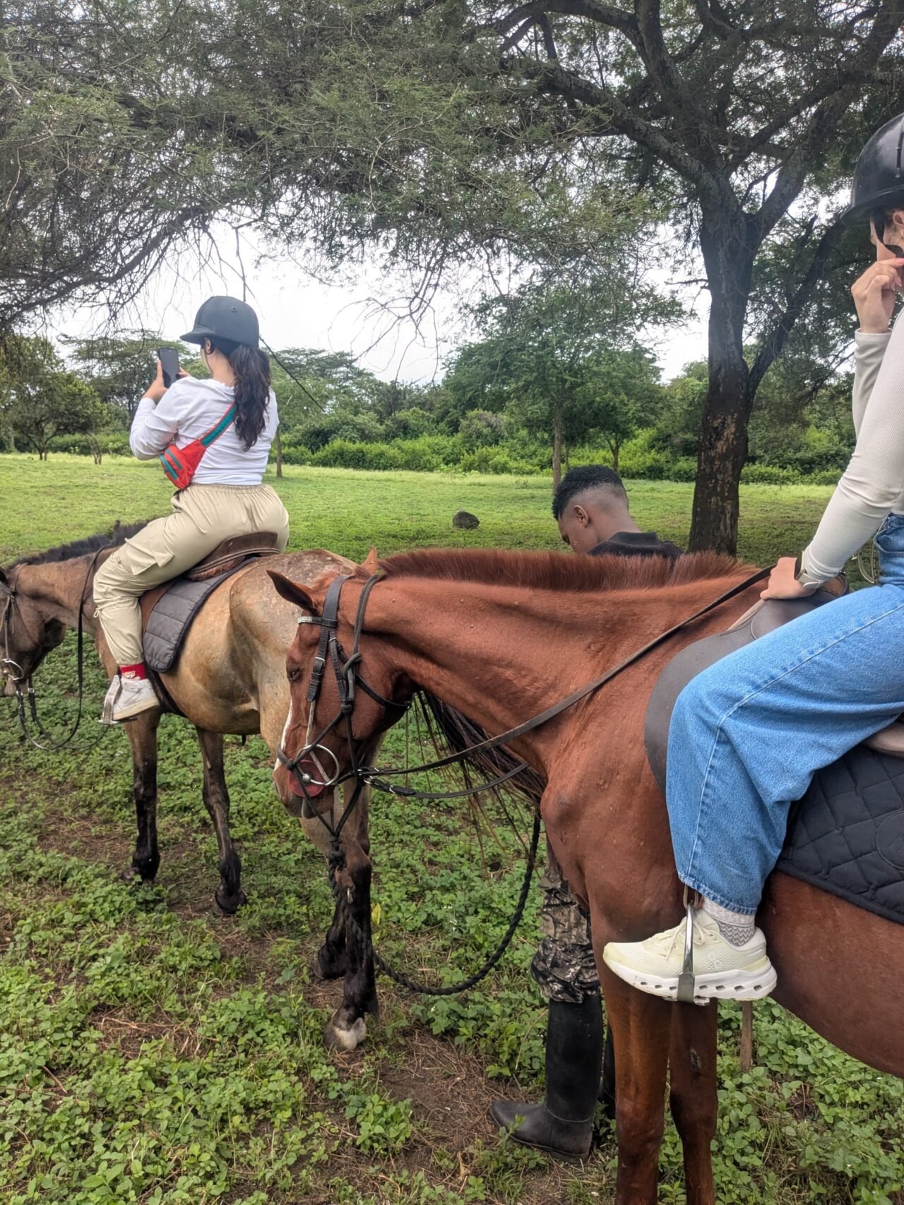 Arusha Horse Riding Booking: Your Guide To Equestrian Adventures In Tanzania