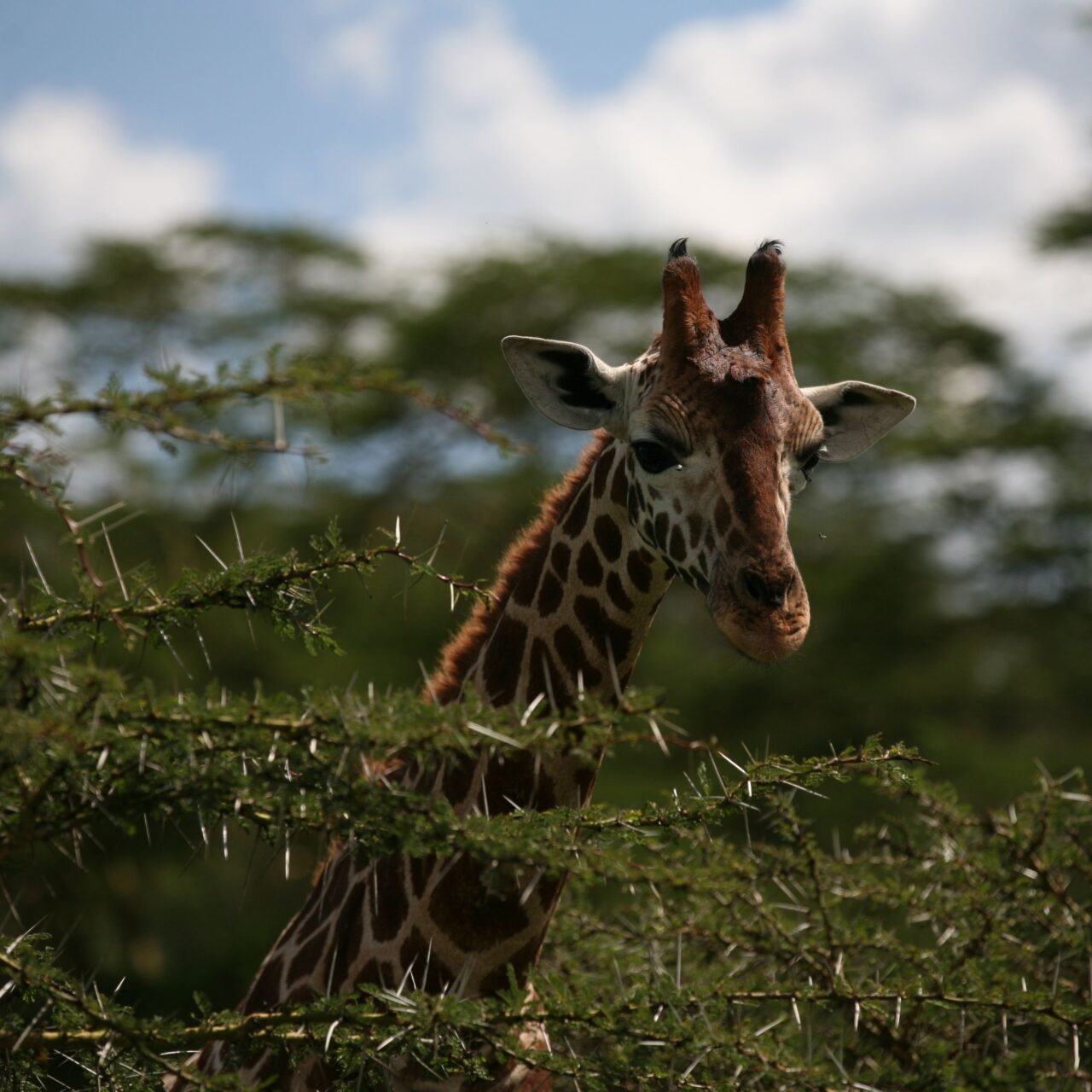 Affordable 3 days Serengeti safari cost and packages 2026-2027
