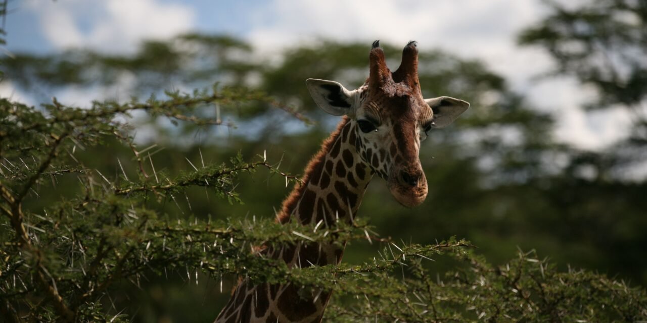 Book 4 Days Serengeti Safari From Moshi + Price: Best Guide 2026-2027-2028