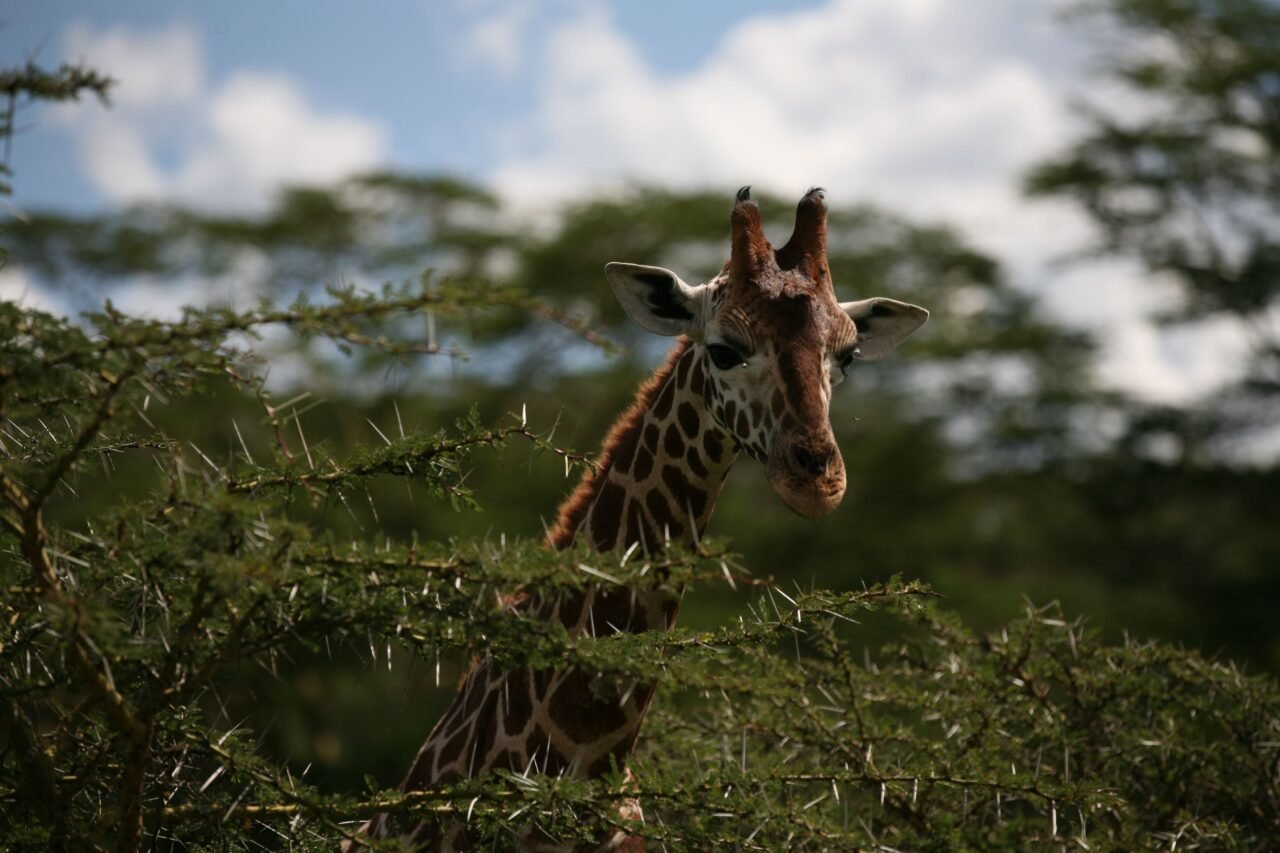 Book 4 Days Serengeti Safari From Moshi + Price: Best Guide 2026-2027-2028