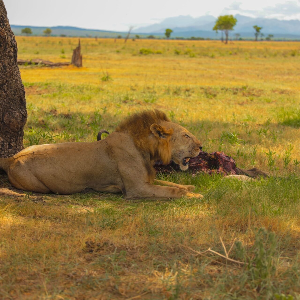 Luxury Serengeti Safari - Book Premium Lodge Safari in Tanzania