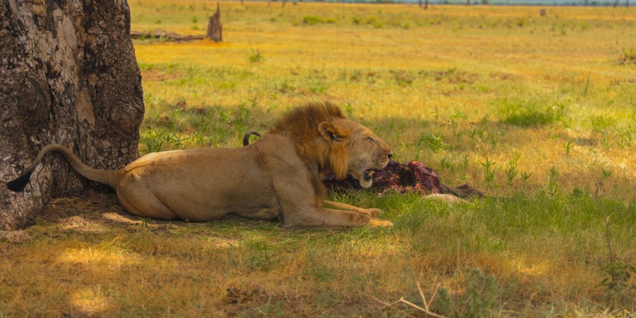 Luxury Serengeti Safari – Book Premium Lodge Safari in Tanzania
