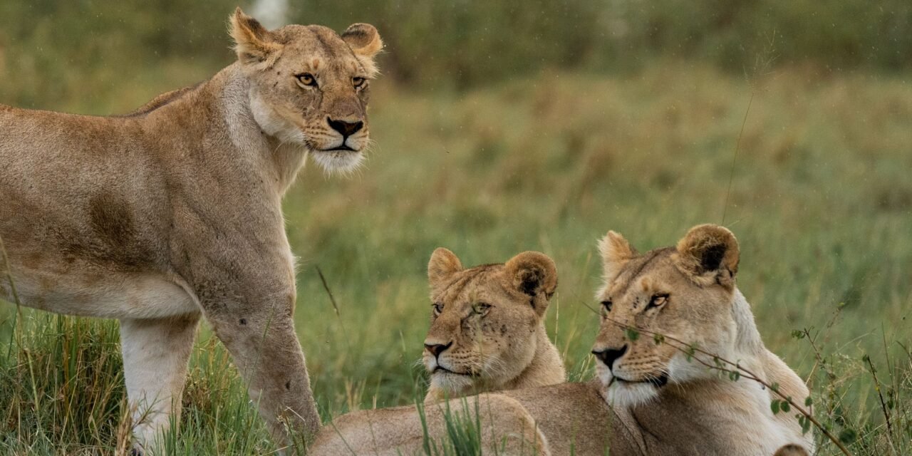 Best 2 Days Serengeti Safari From Moshi: Guide 2026-2027-2028