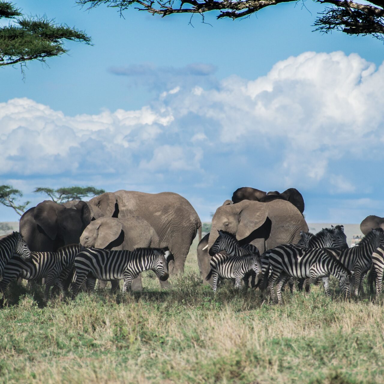 Private 4 days Ngorongoro and Serengeti safari private safari package 2026-2027