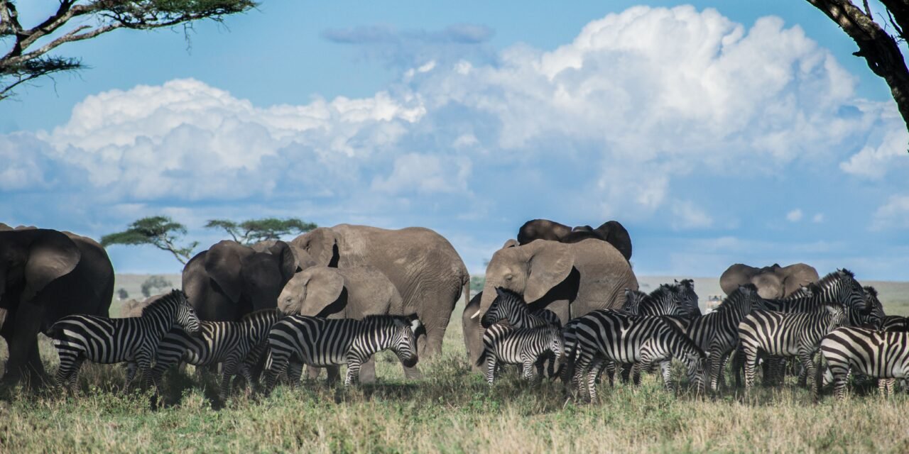 Private 4 days Ngorongoro and Serengeti safari private safari package 2026-2027