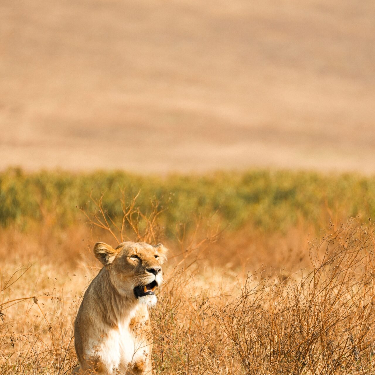 Luxury 5 days Tanzania safari booking guide and best time 2026-2027