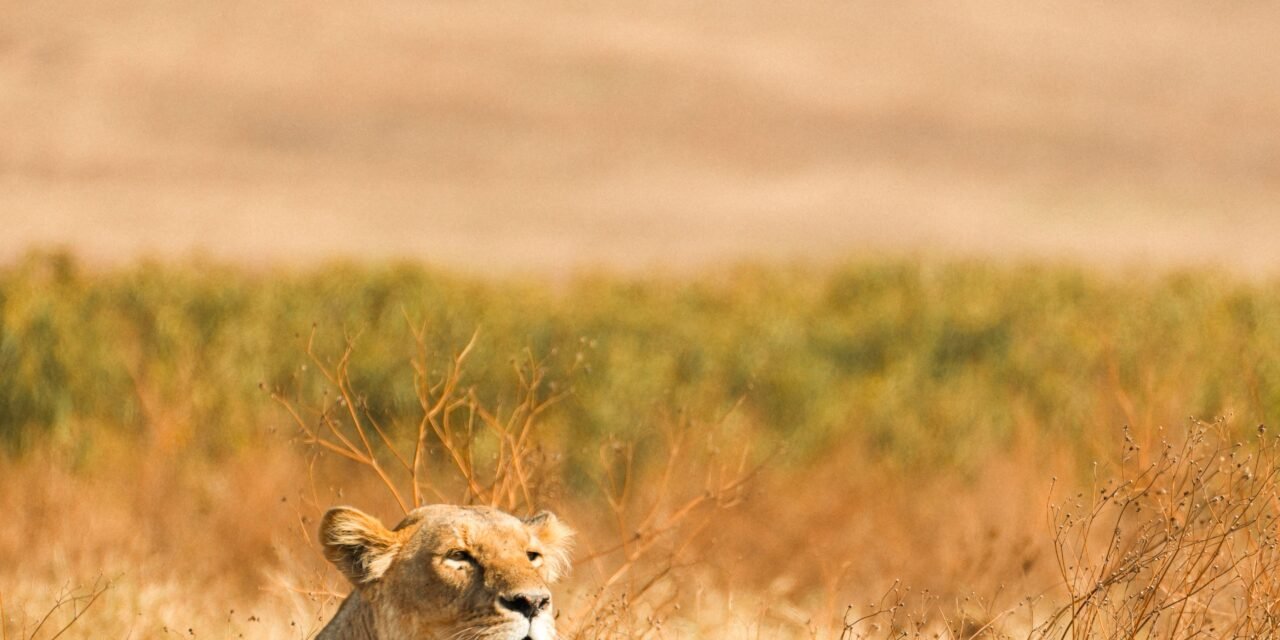 Luxury 5 days Tanzania safari booking guide and best time 2026-2027