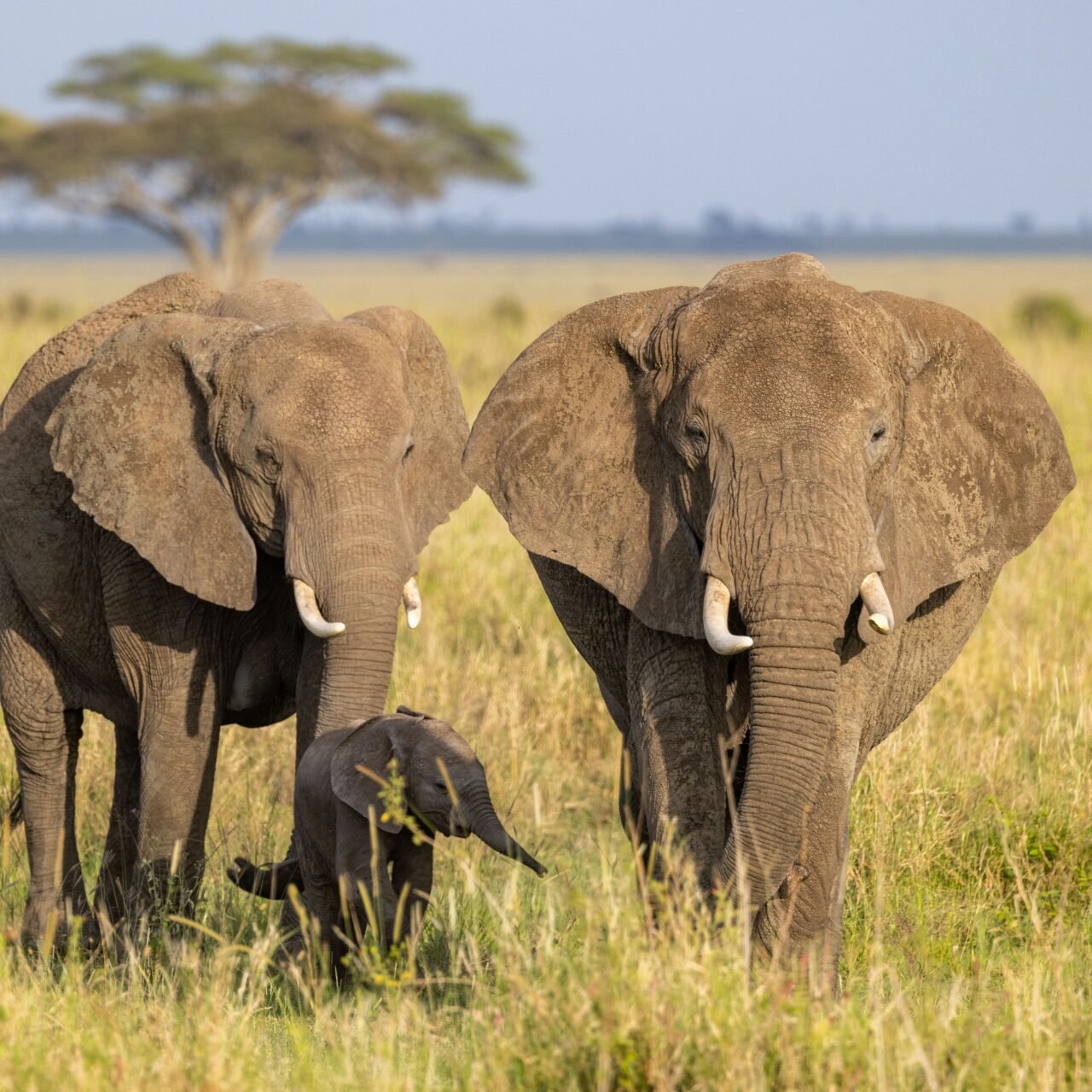 Ultimate Ngorongoro Crater luxury safari luxury lodge itinerary 2026-2027