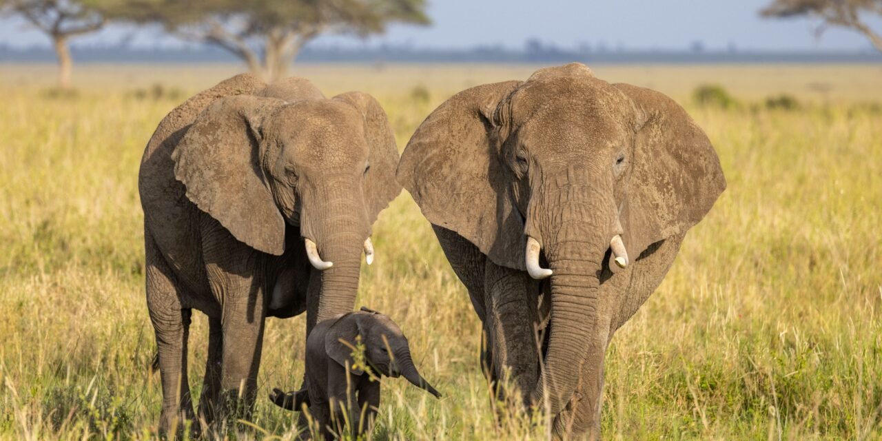 Ultimate Ngorongoro Crater luxury safari luxury lodge itinerary 2026-2027